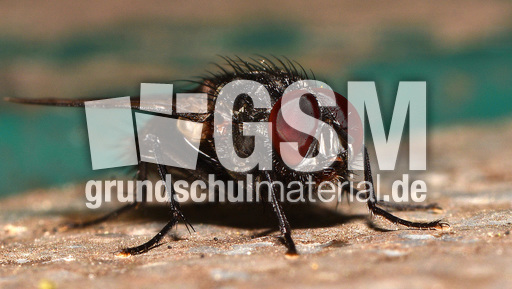 Graue Fleischfliege (8).jpg